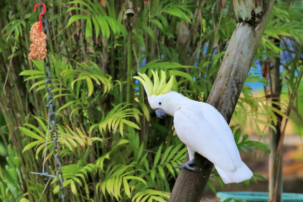 Big4 Whitsundays Tropical Eco Resort エアリービーチ エクステリア 写真